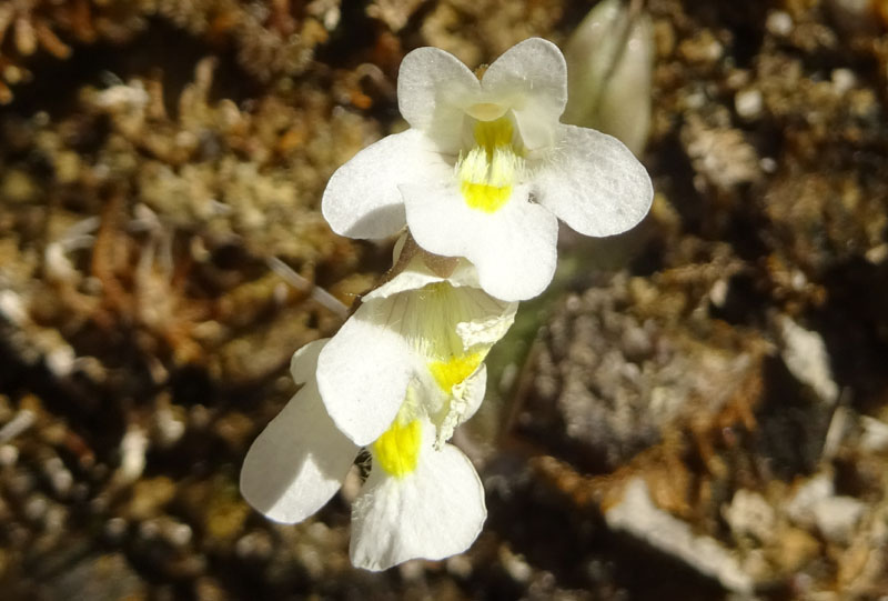Pinguicula alpina / Pinguicola alpina